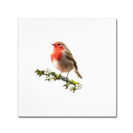 Trademark Fine Art The Macneil Studio 'Robin' Canvas Art, 18x18 ALI9004-C1818GG